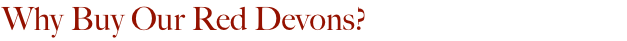 Why Buy Our Red Devons?